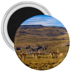 Group Of Vicunas At Patagonian Landscape, Argentina 3  Magnets by dflcprints