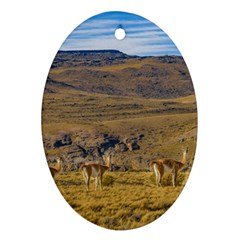 Group Of Vicunas At Patagonian Landscape, Argentina Oval Ornament (two Sides) by dflcprints