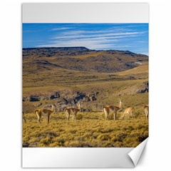 Group Of Vicunas At Patagonian Landscape, Argentina Canvas 12  X 16  