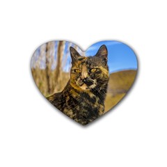 Adult Wild Cat Sitting And Watching Heart Coaster (4 Pack)  by dflcprints