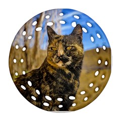Adult Wild Cat Sitting And Watching Round Filigree Ornament (two Sides) by dflcprints