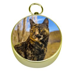 Adult Wild Cat Sitting And Watching Gold Compasses by dflcprints