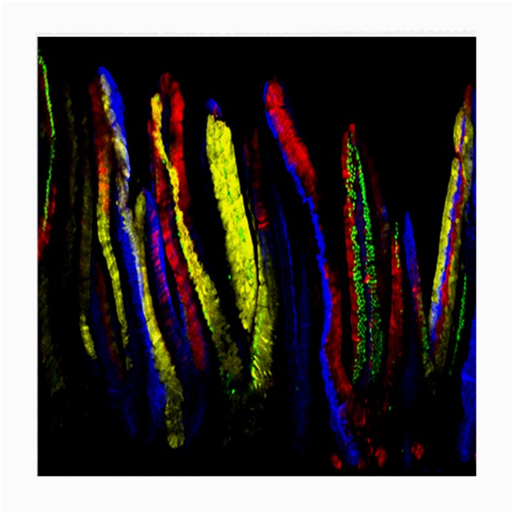 Multicolor Lineage Tracing Confetti Elegantly Illustrates Strength Combining Molecular Genetics Micr Medium Glasses Cloth