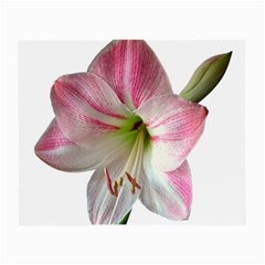 Flower Blossom Bloom Amaryllis Small Glasses Cloth by Nexatart