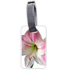 Flower Blossom Bloom Amaryllis Luggage Tags (two Sides) by Nexatart