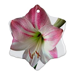 Flower Blossom Bloom Amaryllis Ornament (snowflake) by Nexatart