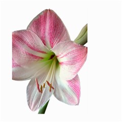 Flower Blossom Bloom Amaryllis Large Garden Flag (two Sides) by Nexatart