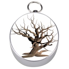 Tree Isolated Dead Plant Weathered Silver Compasses by Nexatart