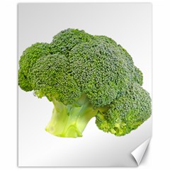 Broccoli Bunch Floret Fresh Food Canvas 16  X 20   by Nexatart