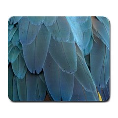 Feather Plumage Blue Parrot Large Mousepads by Nexatart
