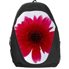 Flower Isolated Transparent Blossom Backpack Bag by Nexatart