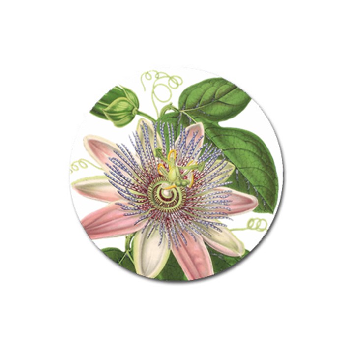 Passion Flower Flower Plant Blossom Magnet 3  (Round)