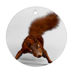 Squirrel Wild Animal Animal World Round Ornament (two Sides) by Nexatart