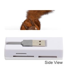 Squirrel Wild Animal Animal World Memory Card Reader (stick)  by Nexatart