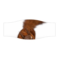 Squirrel Wild Animal Animal World Stretchable Headband by Nexatart