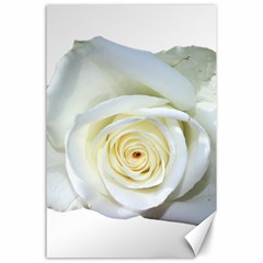 Flower White Rose Lying Canvas 24  X 36  by Nexatart