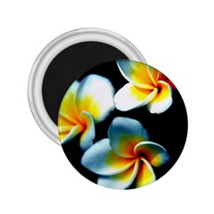 Flowers Black White Bunch Floral 2.25  Magnets