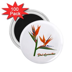 Bird Of Paradise 2 25  Magnets (100 Pack) 