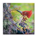 Woodpecker At Forest Pecking Tree, Patagonia, Argentina Tile Coasters Front