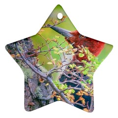 Woodpecker At Forest Pecking Tree, Patagonia, Argentina Ornament (star) by dflcprints