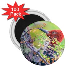 Woodpecker At Forest Pecking Tree, Patagonia, Argentina 2 25  Magnets (100 Pack) 