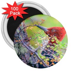 Woodpecker At Forest Pecking Tree, Patagonia, Argentina 3  Magnets (100 Pack) by dflcprints