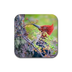 Woodpecker At Forest Pecking Tree, Patagonia, Argentina Rubber Coaster (square)  by dflcprints
