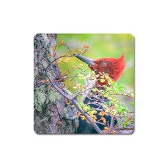 Woodpecker At Forest Pecking Tree, Patagonia, Argentina Square Magnet by dflcprints