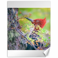 Woodpecker At Forest Pecking Tree, Patagonia, Argentina Canvas 12  X 16   by dflcprints