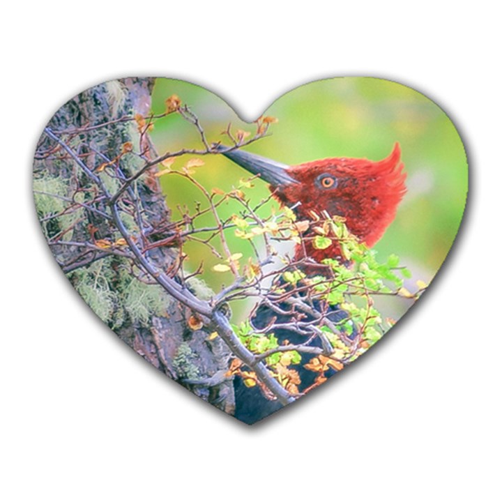 Woodpecker At Forest Pecking Tree, Patagonia, Argentina Heart Mousepads