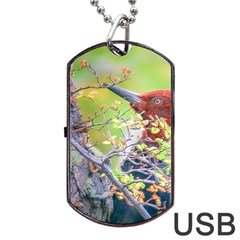 Woodpecker At Forest Pecking Tree, Patagonia, Argentina Dog Tag Usb Flash (one Side) by dflcprints