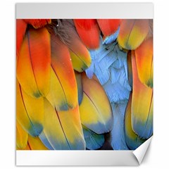 Spring Parrot Parrot Feathers Ara Canvas 8  X 10  by Nexatart