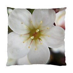 Summer Fun Standard Cushion Case (one Side) by KAllan