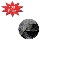 Leaf Detail Macro Of A Leaf 1  Mini Magnets (100 Pack)  by Nexatart
