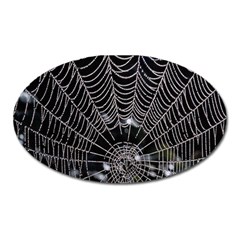 Spider Web Wallpaper 14 Oval Magnet by BangZart