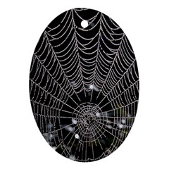 Spider Web Wallpaper 14 Oval Ornament (two Sides) by BangZart