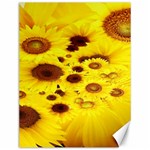 Beautiful Sunflowers Canvas 12  x 16   11.86 x15.41  Canvas - 1