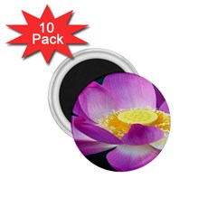 Pink Lotus Flower 1 75  Magnets (10 Pack)  by BangZart