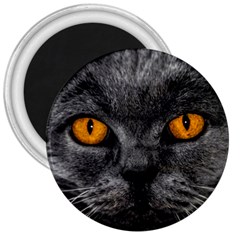 Cat Eyes Background Image Hypnosis 3  Magnets