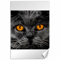 Cat Eyes Background Image Hypnosis Canvas 24  X 36  by BangZart