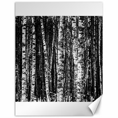 Birch Forest Trees Wood Natural Canvas 12  X 16  