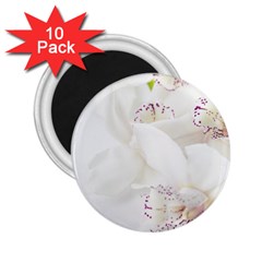 Orchids Flowers White Background 2 25  Magnets (10 Pack)  by BangZart