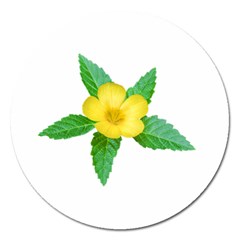 Yellow Flower With Leaves Photo Magnet 5  (round) by dflcprints