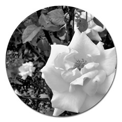 White Rose Black Back Ground Greenery ! Magnet 5  (round) by CreatedByMeVictoriaB