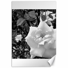 White Rose Black Back Ground Greenery ! Canvas 20  X 30   by CreatedByMeVictoriaB