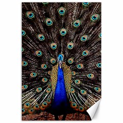 Peacock Canvas 24  X 36  by BangZart