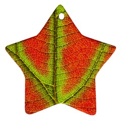 Nature Leaves Star Ornament (two Sides) by BangZart