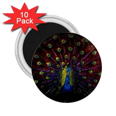 Beautiful Peacock Feather 2 25  Magnets (10 Pack)  by BangZart