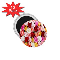 Rose Color Beautiful Flowers 1 75  Magnets (10 Pack)  by BangZart