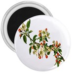 Apple Branch Deciduous Fruit 3  Magnets Front